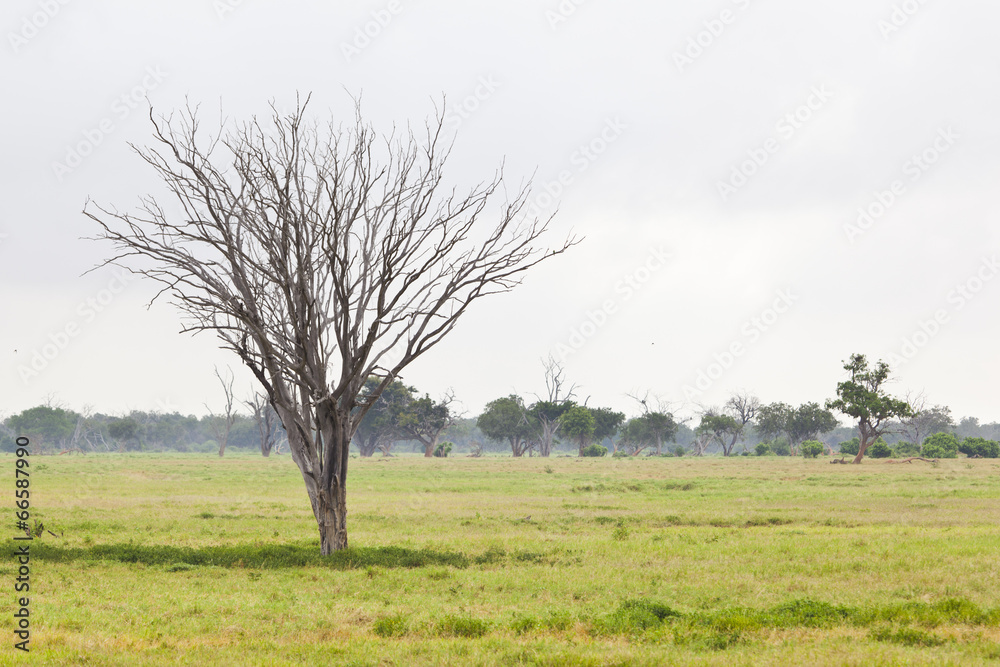 Obraz premium Green Tsavo East Landscape, Kenya