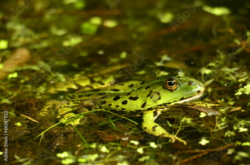 Frosch am Teich