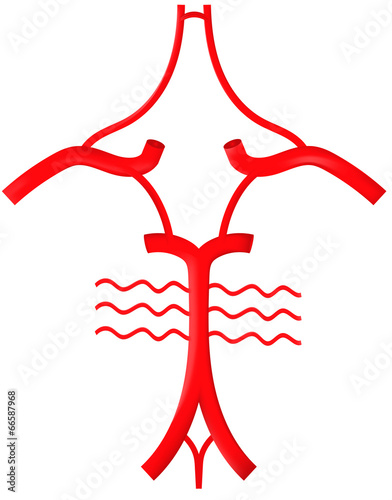Circle Of Willis
