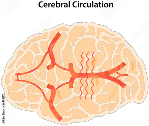 Cerebral Circulation