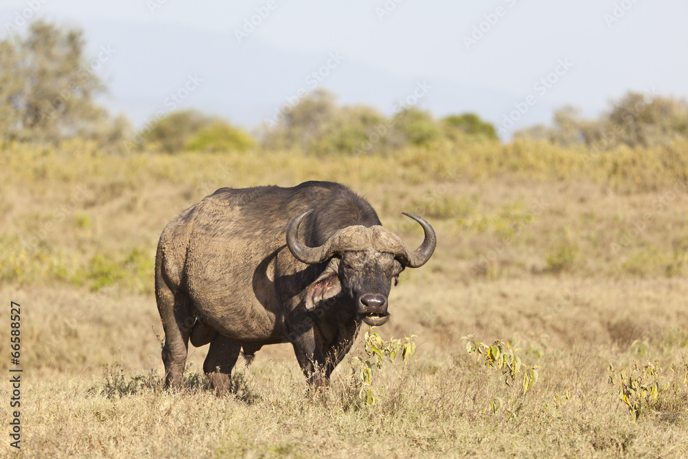 Cape Buffalo in Kenya Cape Buffalo in Kenya