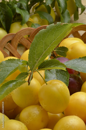 Prunus cerasifera Cherry plum Crvenolisna šljiva Kiraz eriği photo