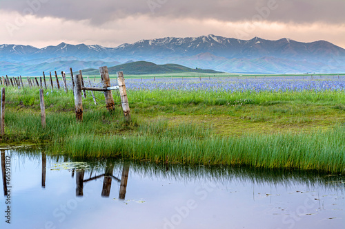 Reflections of fence and grass in a pond with flowers photo