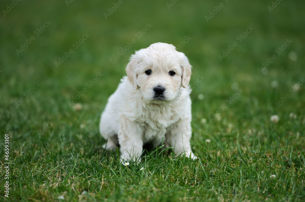 Baby swiss shepherd sitting Baby swiss shepherd sitting