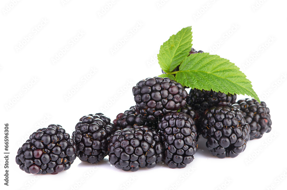 blackberry isolated on white blackberry isolated on white