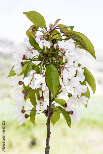 Cerezos en flor photo