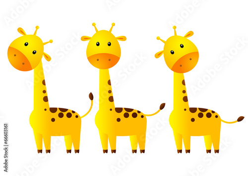 Photography Funny giraffes isolated on white