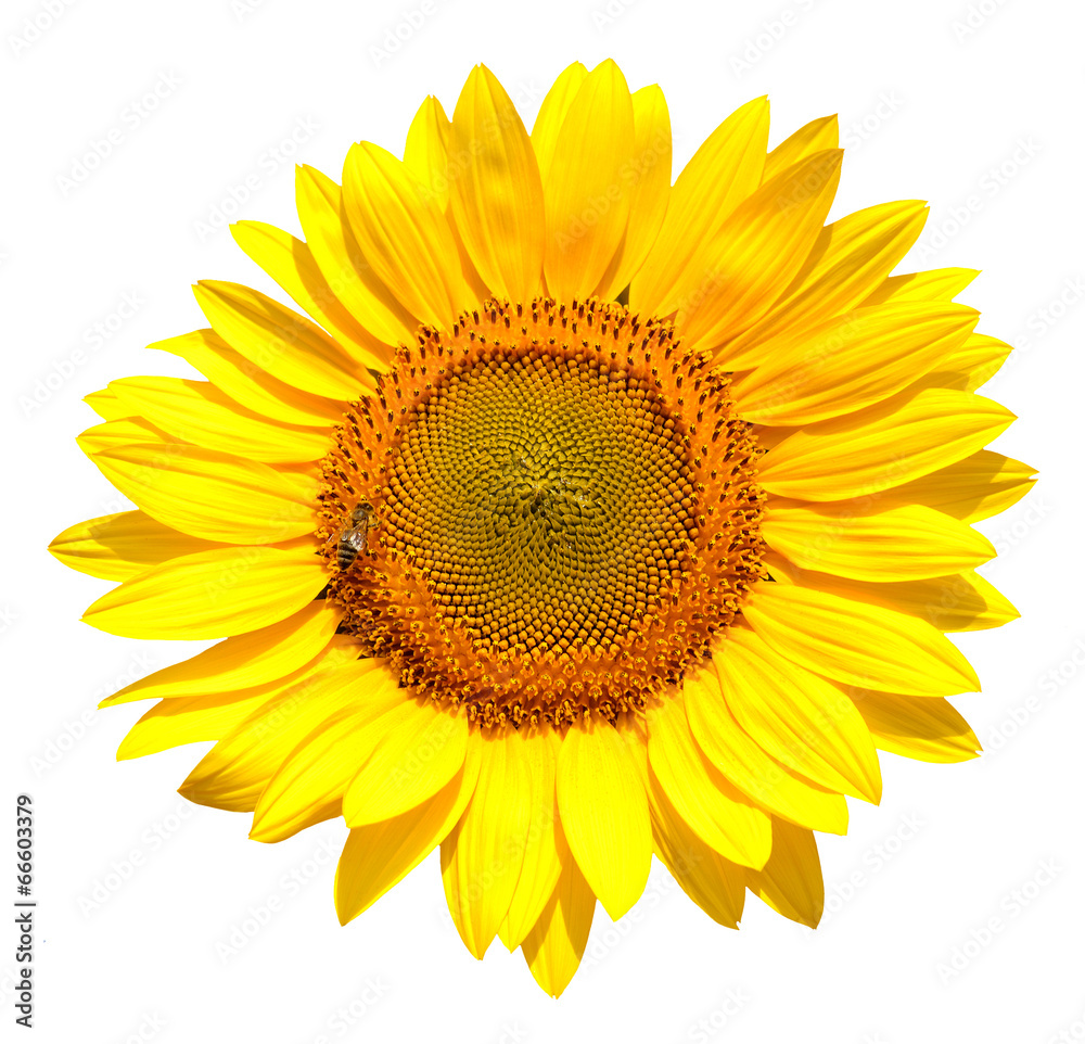 Fototapeta premium Sunflower