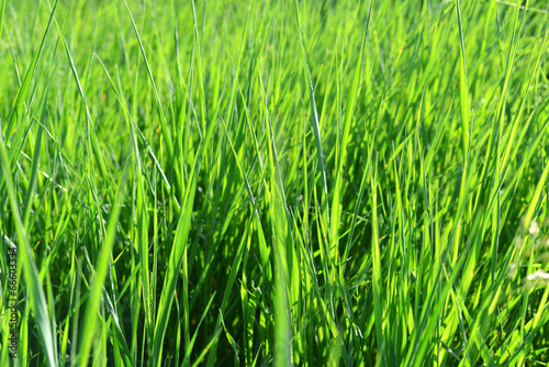 Background of grass