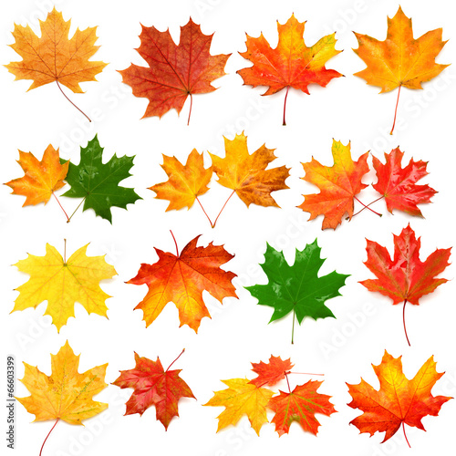 Collection of autumn leaf