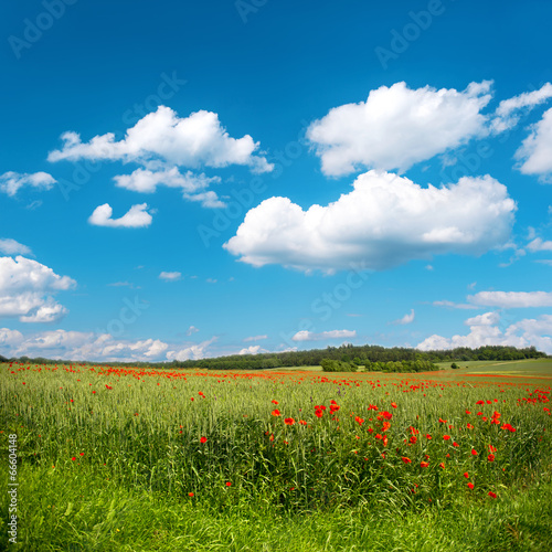 green corn field with poppy flowers and blue sky