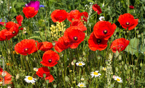 Fototapeta Naklejka Na Ścianę i Meble -  Roter Mohn auf der Sommerwiese