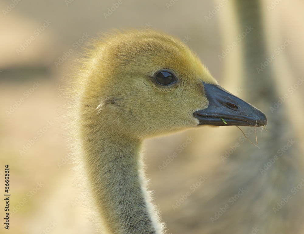 Fototapeta premium Gosling