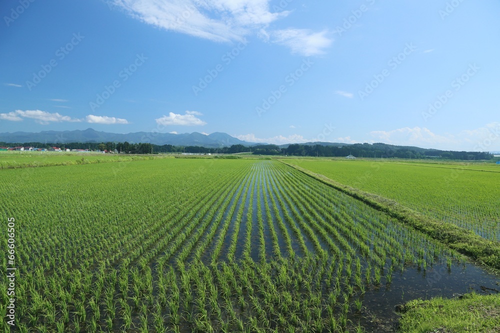 初夏の水田