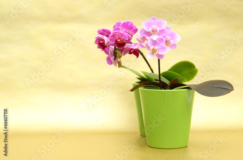 Zwei Mini Orchideen