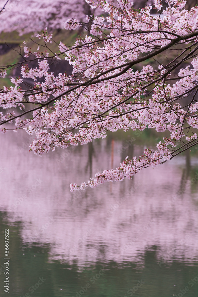 Fototapeta premium 桜と水面