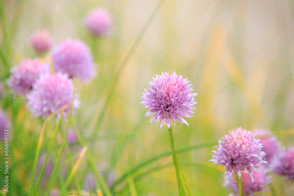 Purple Flower isolated against yellow background Purple Flower isolated against yellow background