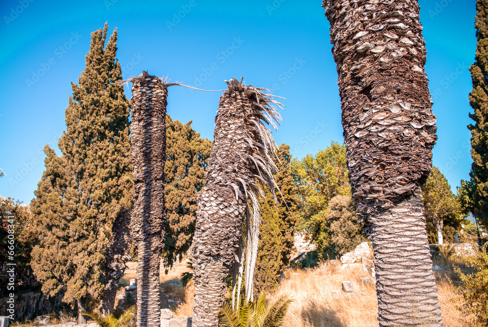 Obraz premium Palms on a beautiful park against blue sky