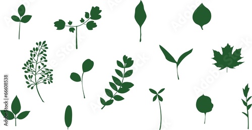 leaves