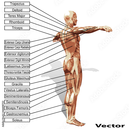 Vector human man anatomy with muscles text