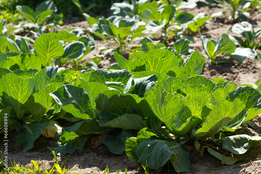 Fototapeta premium Cabbage growing
