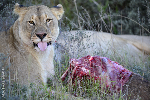 Lioness with prey photo