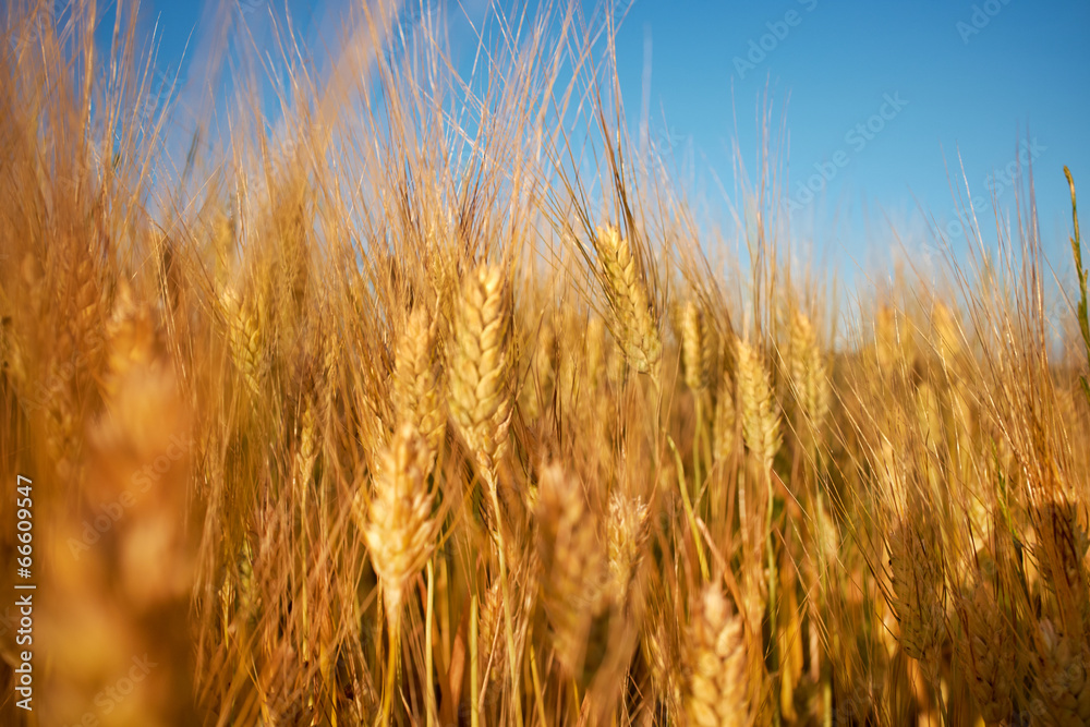 Wheat field and blue sky