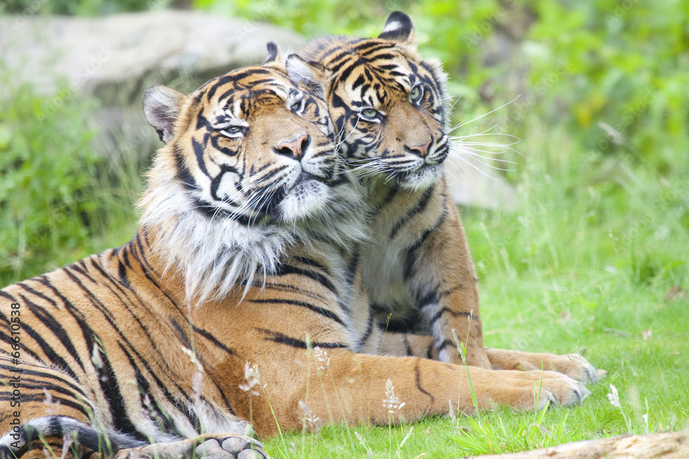 Fototapeta premium Two tigers together