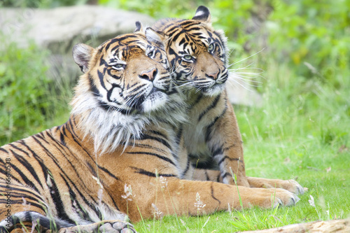Fototapeta Naklejka Na Ścianę i Meble -  Two tigers together