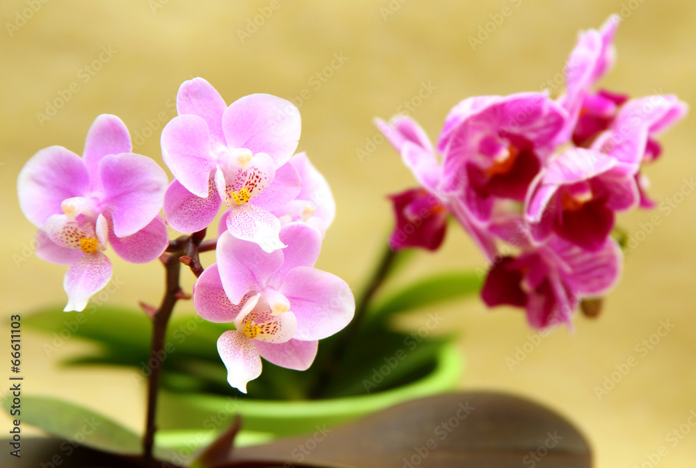Fototapeta premium Orchideenzweig