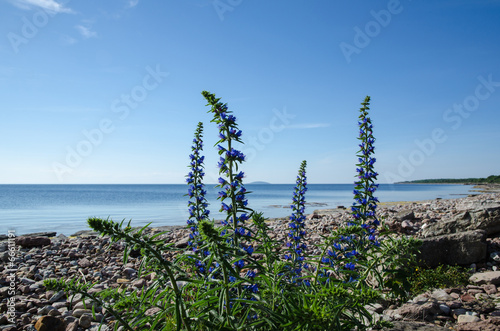 Blue flowers at a calm bay by a stony coastline