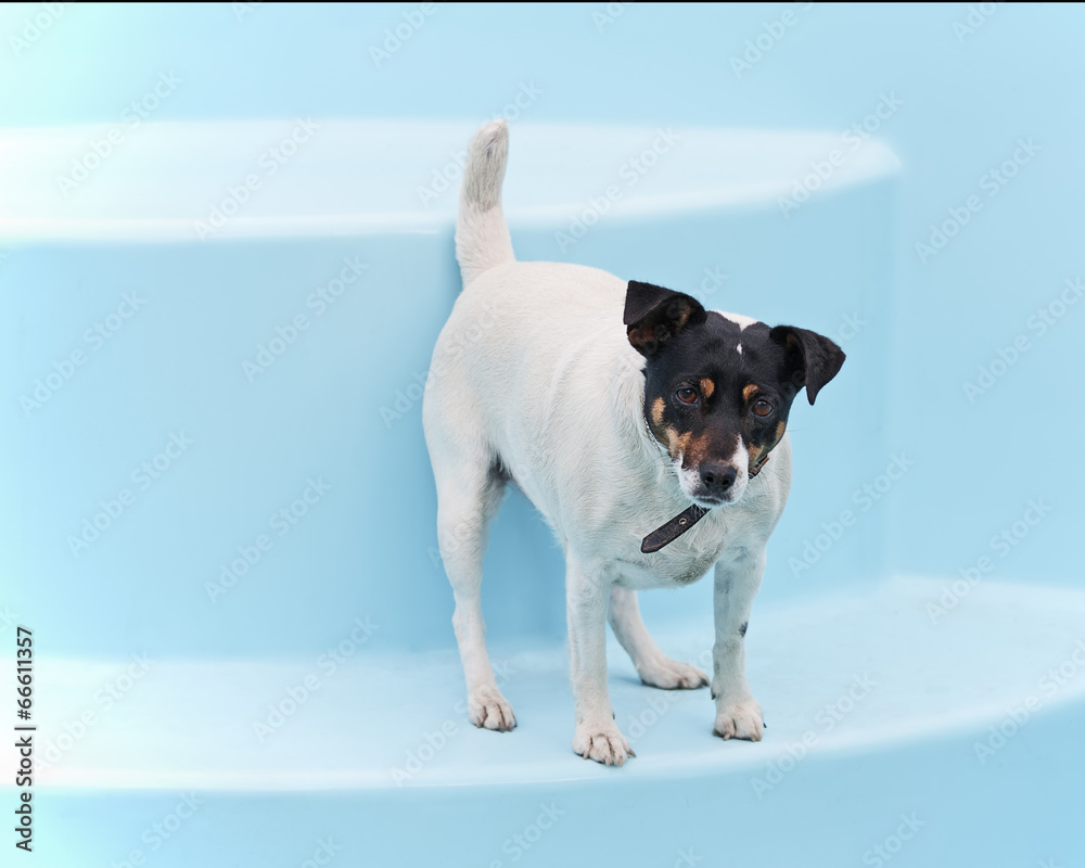 Jack Russell Terrier dog on beach in swimmingpool.