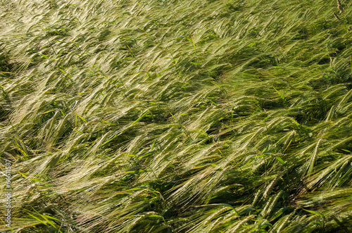 Background of sunlit barley corn field