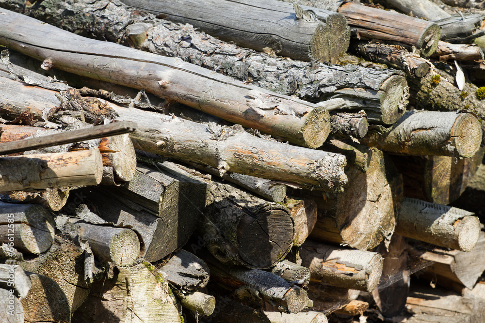 Piled dry wood Piled dry wood