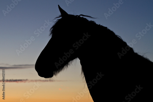 Silhouette of horses at sunset
