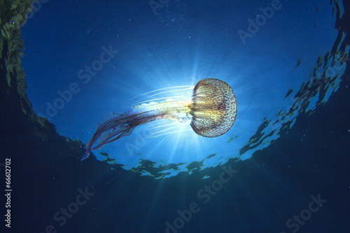 Jellyfish underwater and sun photo