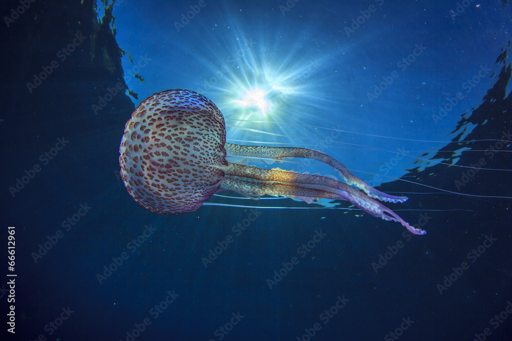 Obraz premium Jellyfish underwater and sun