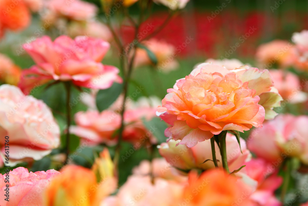 Fototapeta premium Viele Rosen