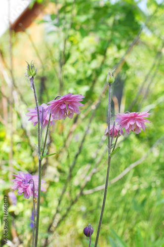 The pink akvilegiya blossoms in a garden. photo