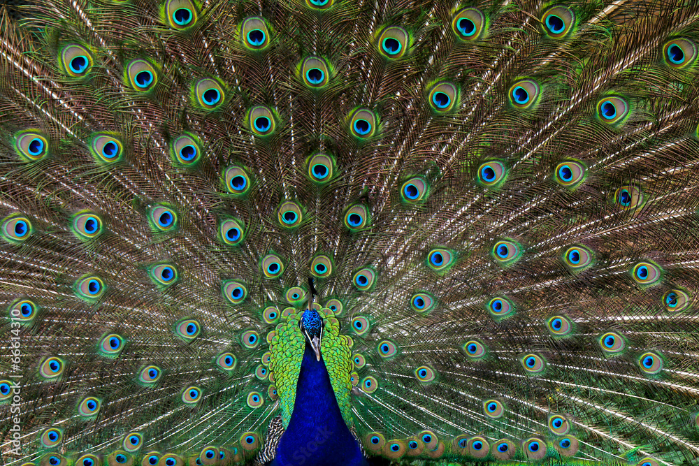 Fototapeta premium Green beautiful peacock