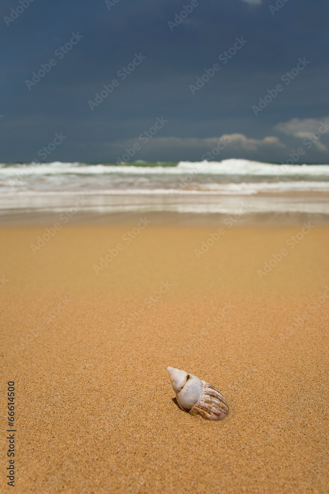 Tropical paradise beach with mussels on sand Tropical paradise beach with mussels on sand