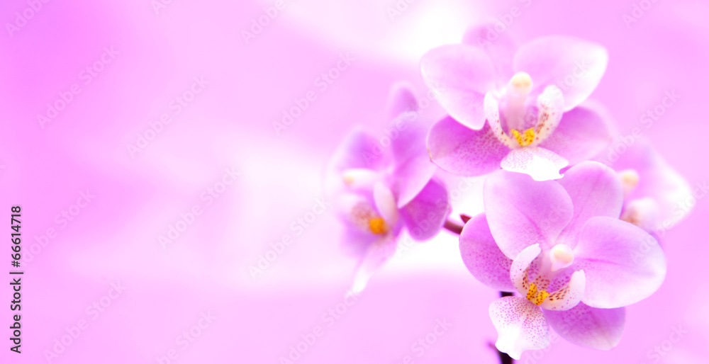 Rosa Hintergrund mit Orchideen