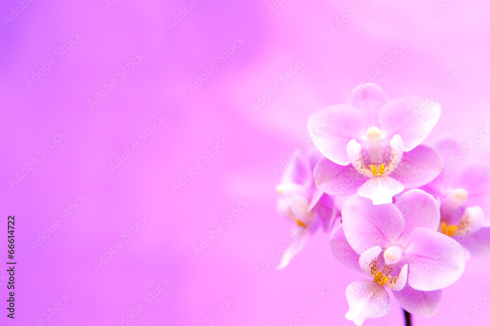 Hintergrund mit Blumen