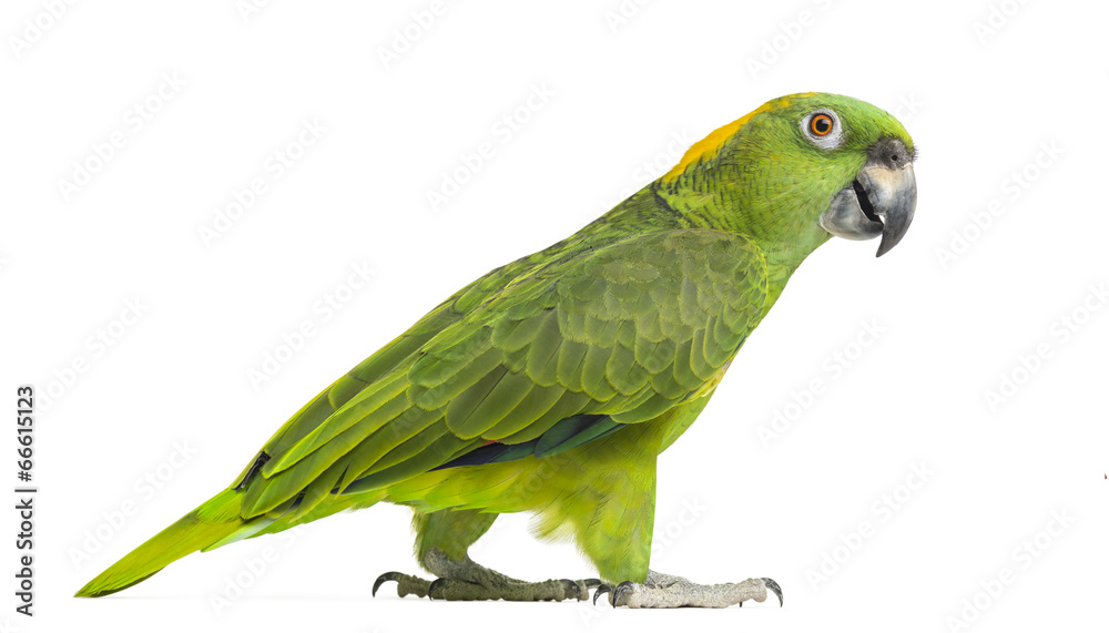 Side view of a Yellow-naped parrot walking (6 years old)
