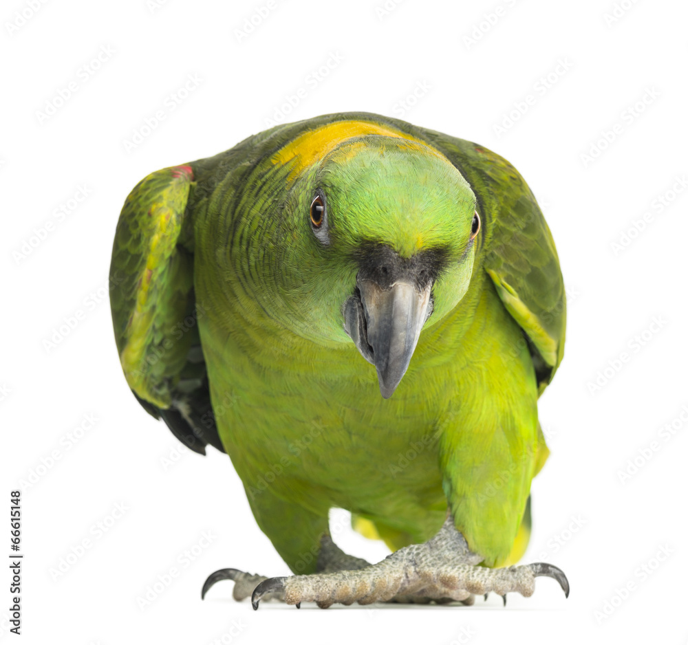 Yellow-naped parrot (6 years old), isolated on white