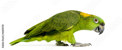 Side view of a Yellow-naped parrot walking (6 years old) photo