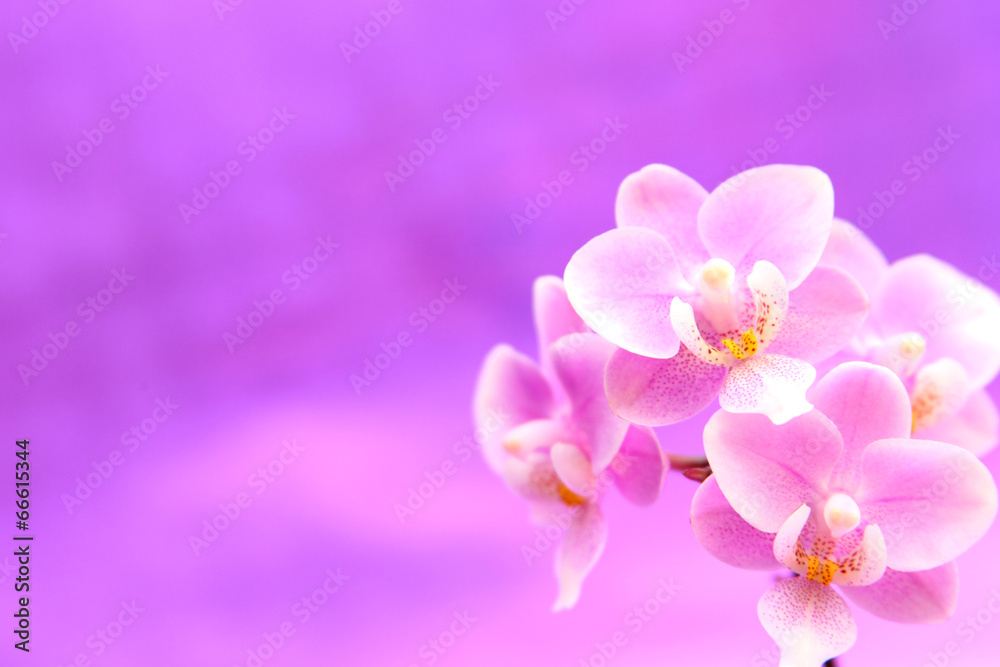 Lila Hintergrund mit Orchideen
