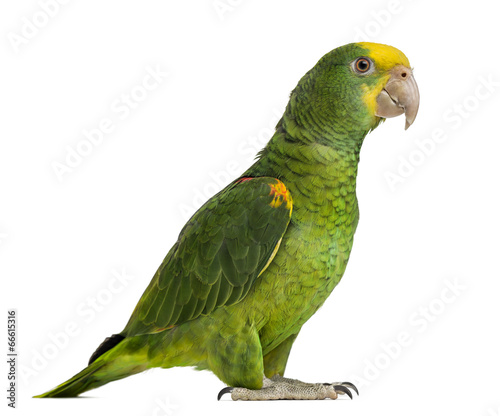 Yellow-headed Amazon (6 months old), isolated on white