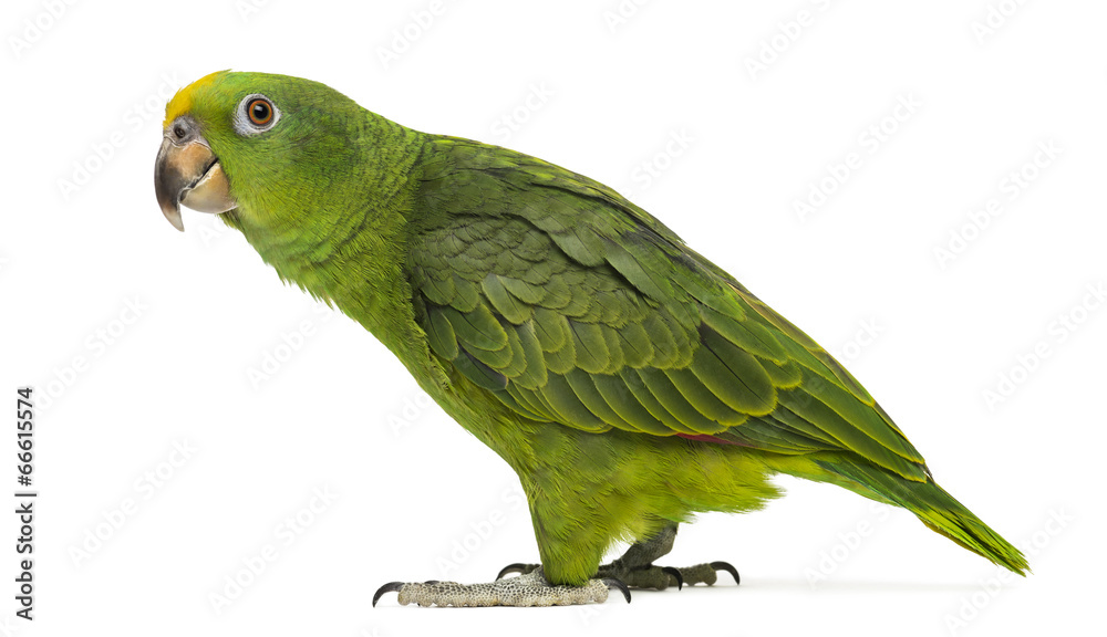 Panama Yellow-headed Amazon (5 months old) isolated on white