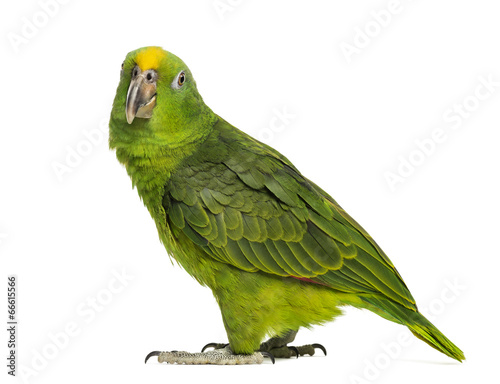 Panama Yellow-headed Amazon (5 months old) isolated on white